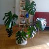 Monstera 7 Hojas de 2 Años